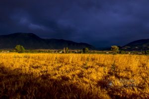 Wheat in the storm_12.jpg